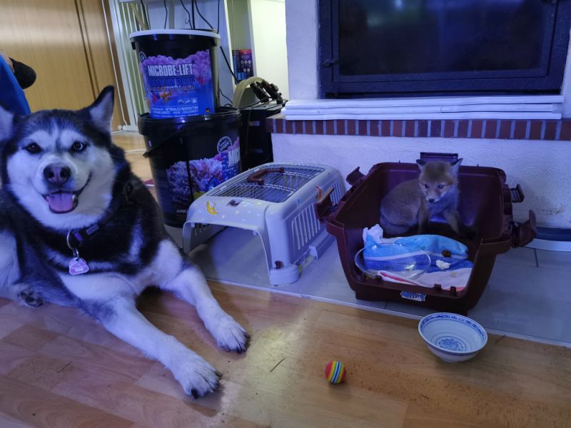 lily und domino small