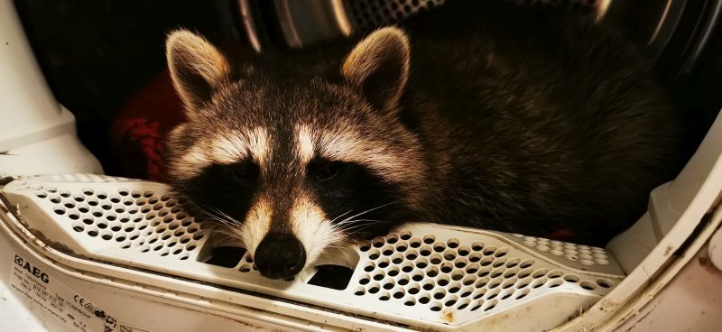Waschbär Anna anna im trockner