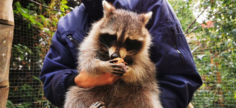 Waschbär Anna anna mit nuss