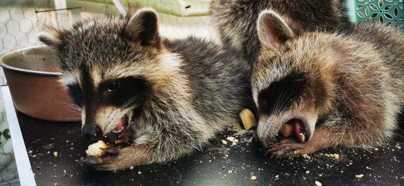 Waschbär Anna anna und ferdi klein