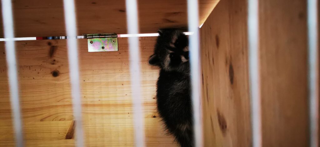 Waschbär Toni Toni in der Box