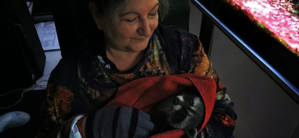 Waschbär Toni Toni mit Handschuhen