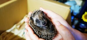Igel Igel
