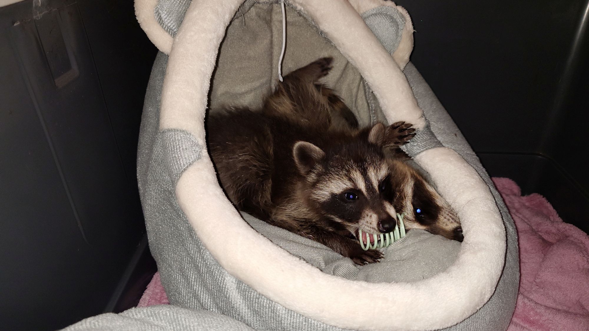 Waschbär Mika und Uthred mika und uthred klein