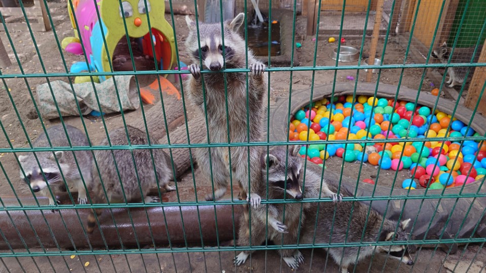 waschis im gehege
